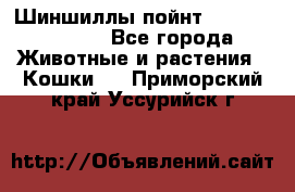 Шиншиллы пойнт ns1133,ny1133. - Все города Животные и растения » Кошки   . Приморский край,Уссурийск г.